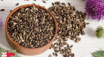 بذور الشوك: حارس الكبد الأمين وحصنك المنيع للوقاية من أمراض القلب